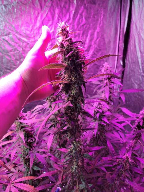 Bruce Banner Auto. Week 11