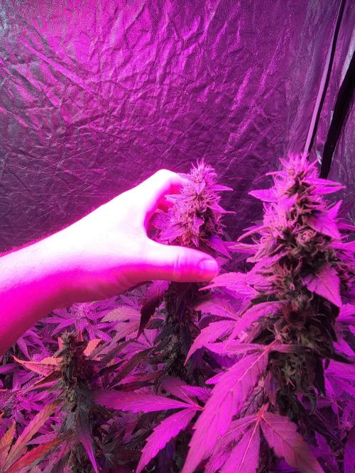 Bruce Banner Auto. Week 11