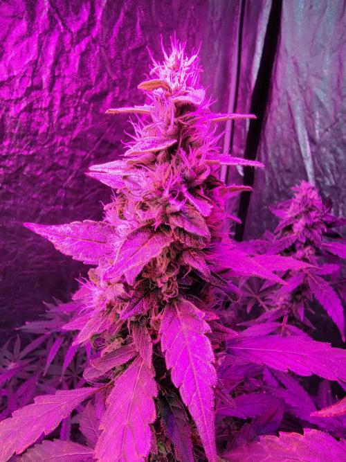 Bruce Banner Auto. Week 11
