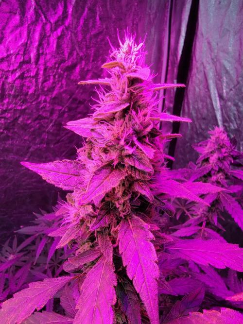 Bruce Banner Auto. Week 11