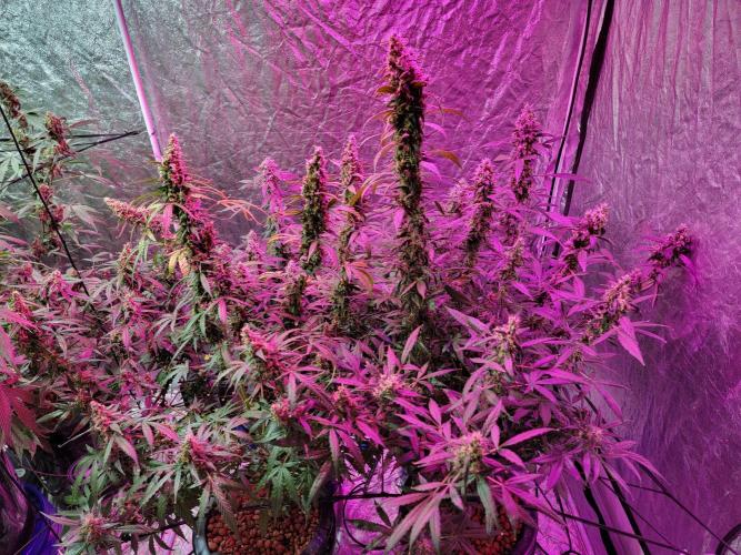 Bruce Banner Auto. Week 12