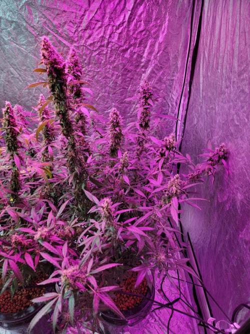 Bruce Banner Auto. Week 12