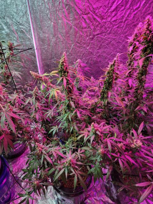 Bruce Banner Auto. Week 12