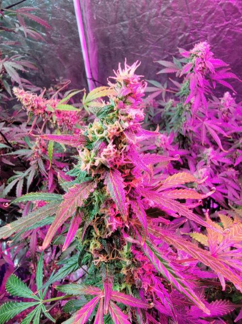 Bruce Banner Auto. Week 12