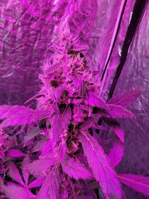 Bruce Banner Auto. Week 12