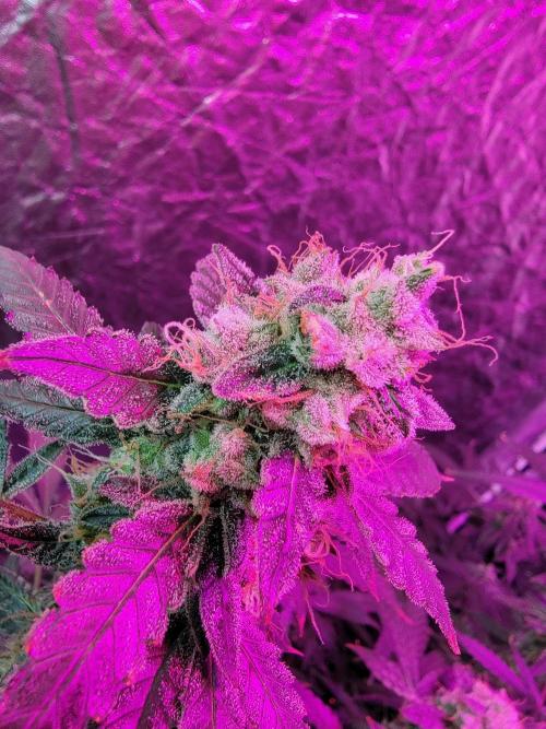 Bruce Banner Auto. Week 12