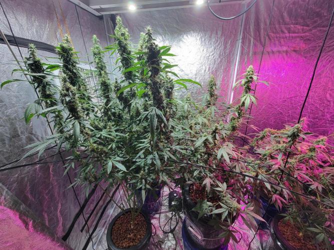 Bruce Banner Auto. Week 12