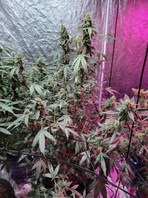 Bruce Banner Auto. Week 12