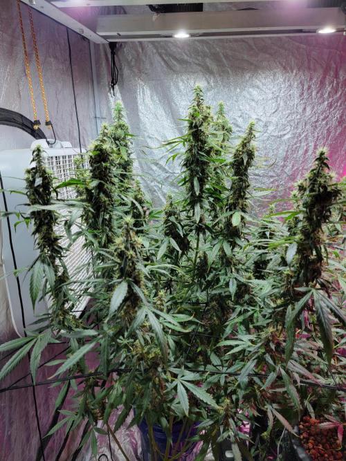 Bruce Banner Auto. Week 12