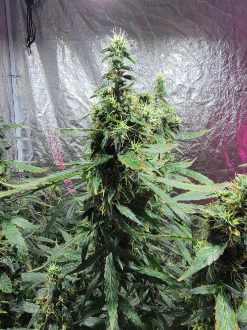Bruce Banner Auto. Week 12