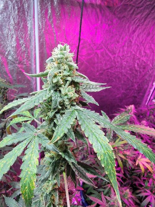 Bruce Banner Auto. Week 12