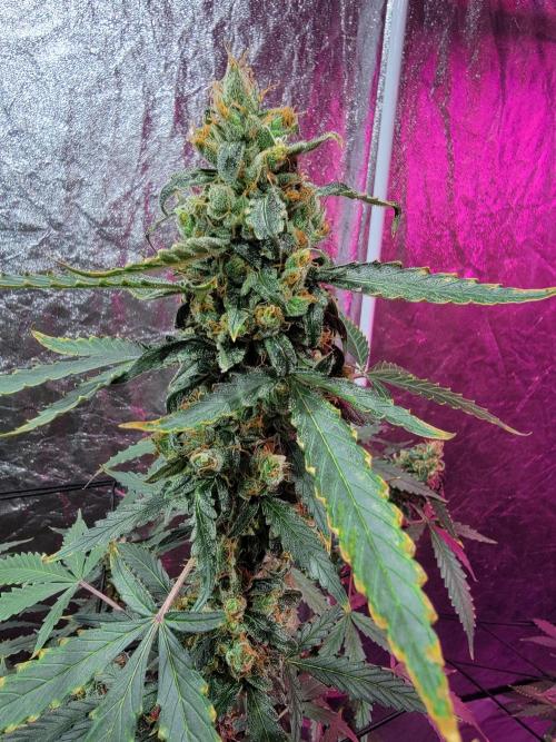 Bruce Banner Auto. Week 12
