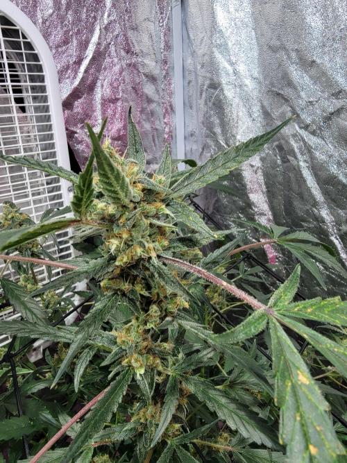 BruceBanner. Week 12