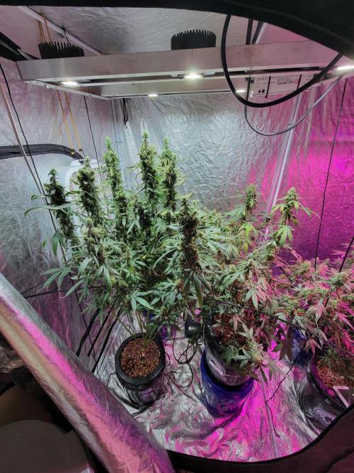 Bruce Banner Auto. Week 13