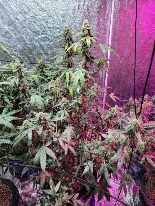 Bruce Banner Auto. Week 13
