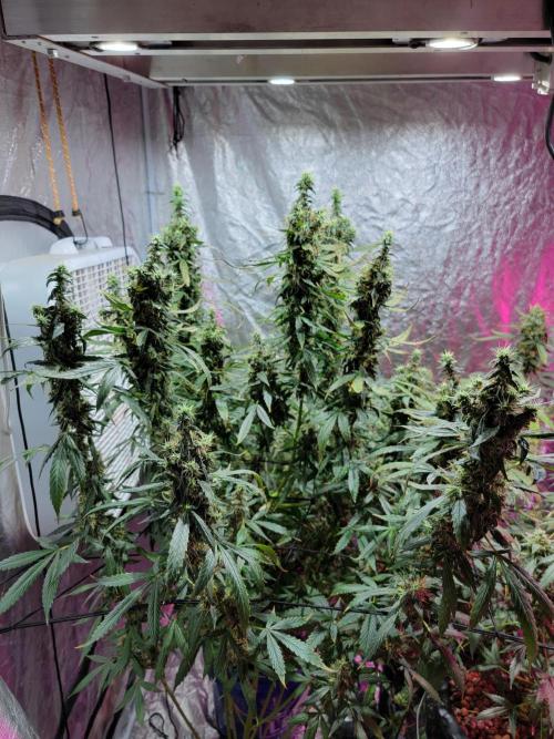 Bruce Banner Auto. Week 13