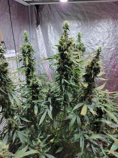 Bruce Banner Auto. Week 13