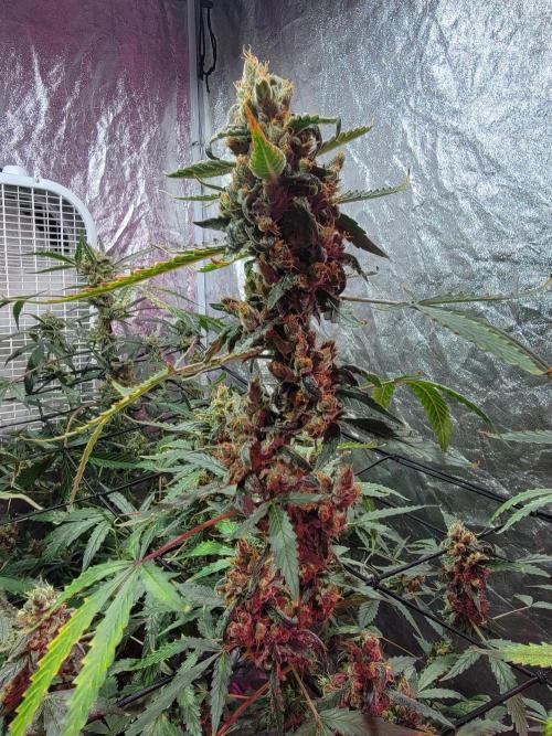 Bruce Banner Auto. Week 13