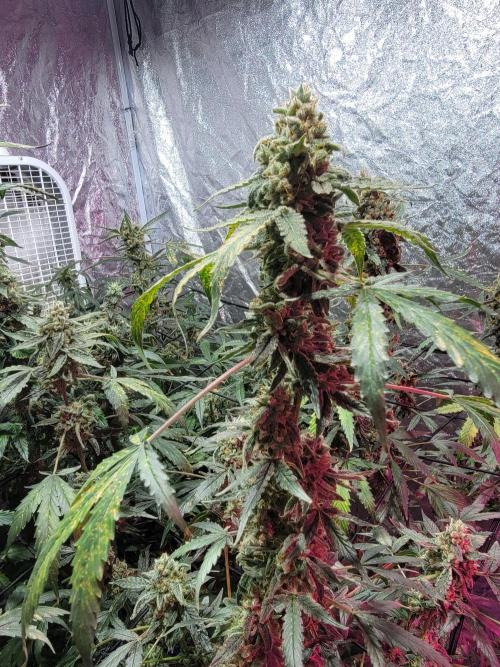 Bruce Banner Auto. Week 13