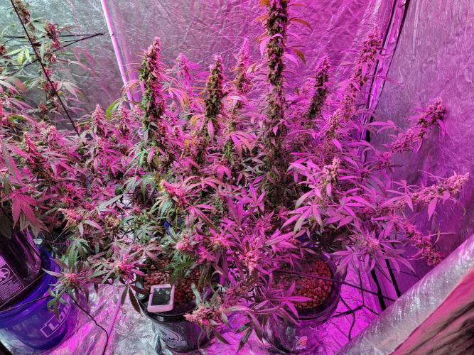 Bruce Banner Auto. Week 13