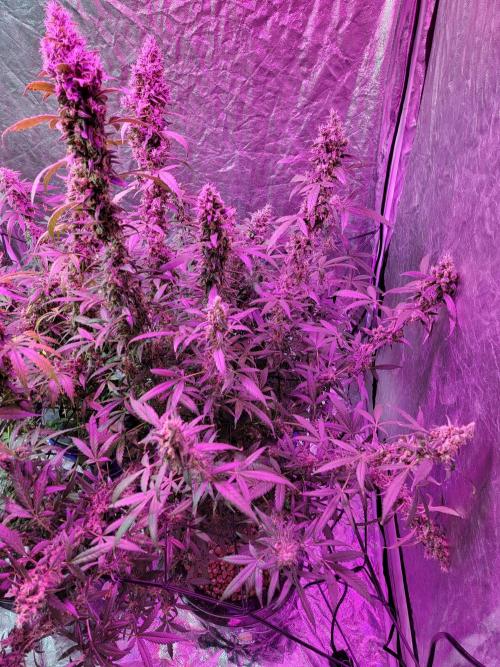 Bruce Banner Auto. Week 13