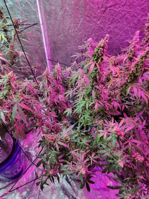 Bruce Banner Auto. Week 13
