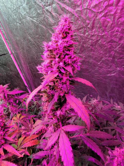 Bruce Banner Auto. Week 13