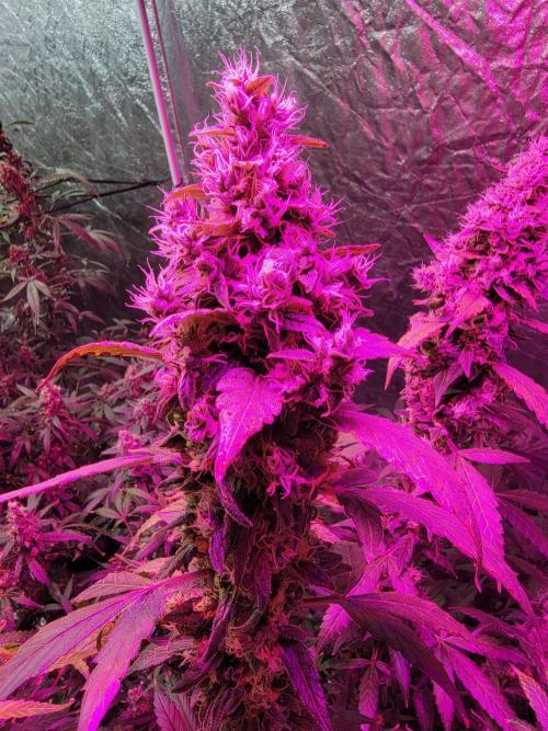 Bruce Banner Auto. Week 13