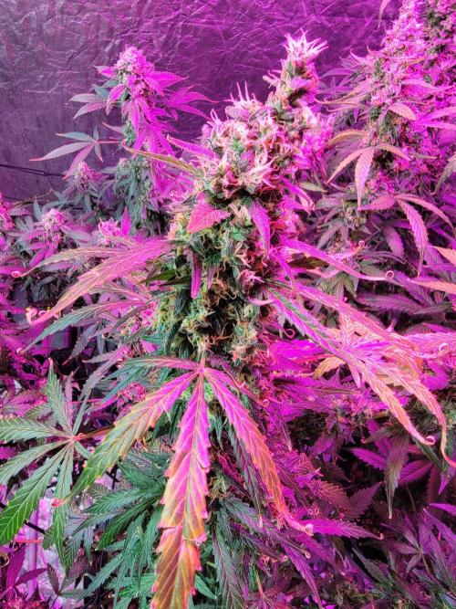 Bruce Banner Auto. Week 13