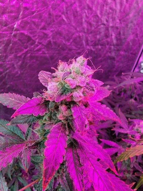 Bruce Banner Auto. Week 13