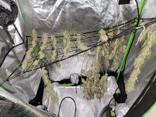 Bruce Banner Auto. Week 14