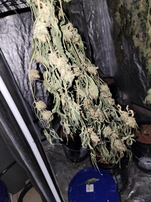 Bruce Banner Auto. Week 14