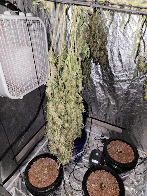 Bruce Banner Auto. Week 14