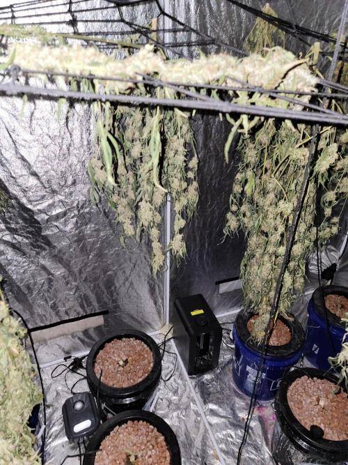 Bruce Banner Auto. Week 14