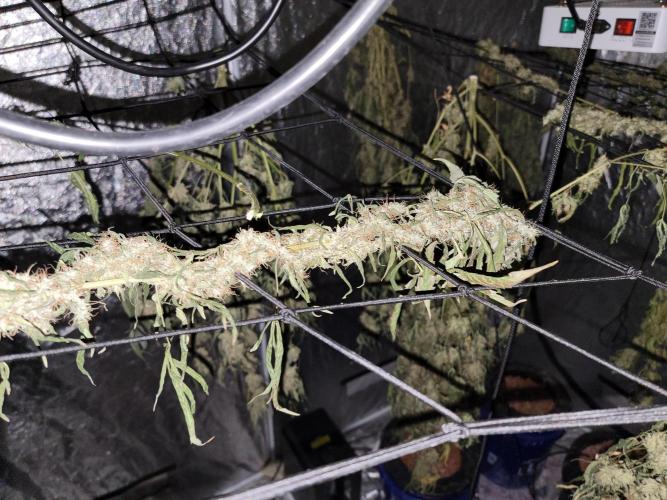 Bruce Banner Auto. Week 14