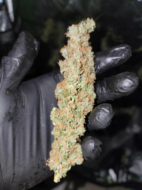 Bruce Banner Auto. Week 14