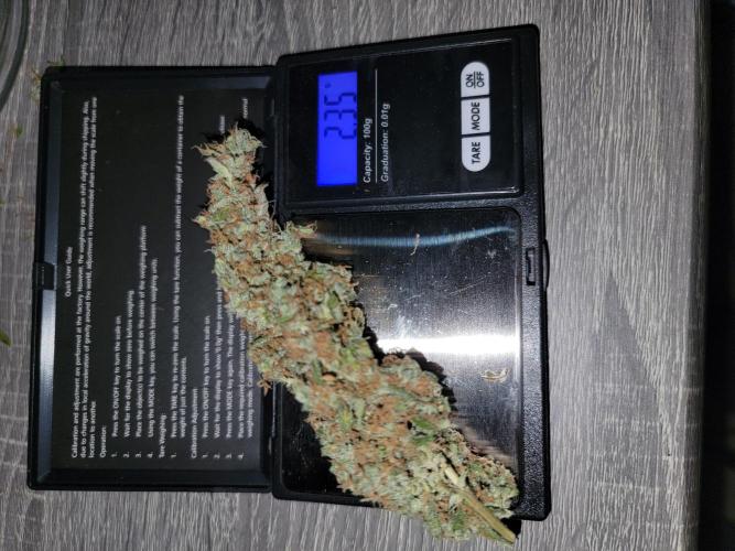 Bruce Banner Auto. Week 14