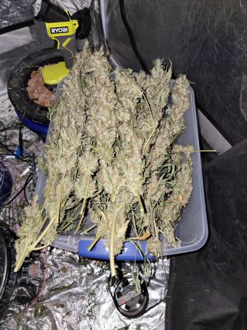 Bruce Banner Auto. Week 14