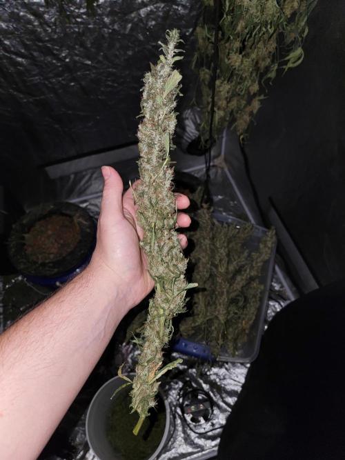Bruce Banner Auto. Week 14