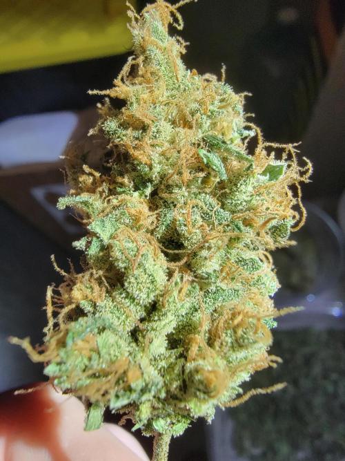 Bruce Banner Auto. Week 14