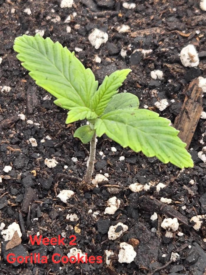 Gorilla Cookies 🦍🍪 ~ 420FastBuds. Week 1 - Going good so far.