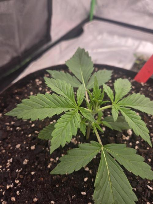 Gorilla Cookies 🦍🍪 ~ 420FastBuds. Week 2 - Noticing some slight tacoing and waving of the leaves. 