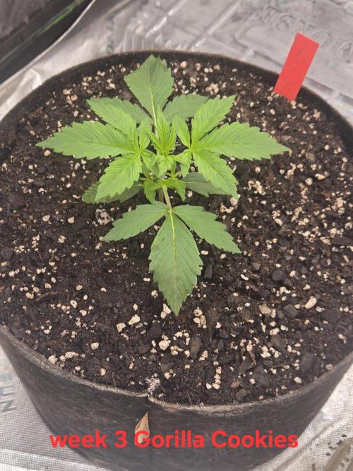 Gorilla Cookies 🦍🍪 ~ 420FastBuds. Week 2