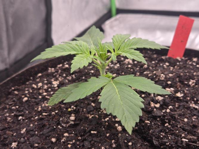 Gorilla Cookies 🦍🍪 ~ 420FastBuds. Week 2