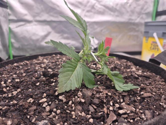 Gorilla Cookies 🦍🍪 ~ 420FastBuds. Week 2 - Got the LST done.