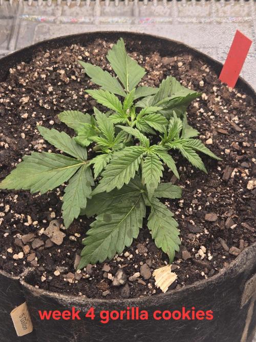 Gorilla Cookies 🦍🍪 ~ 420FastBuds. Week 3 - First day of week 3. Appears to be responding well to LST. 