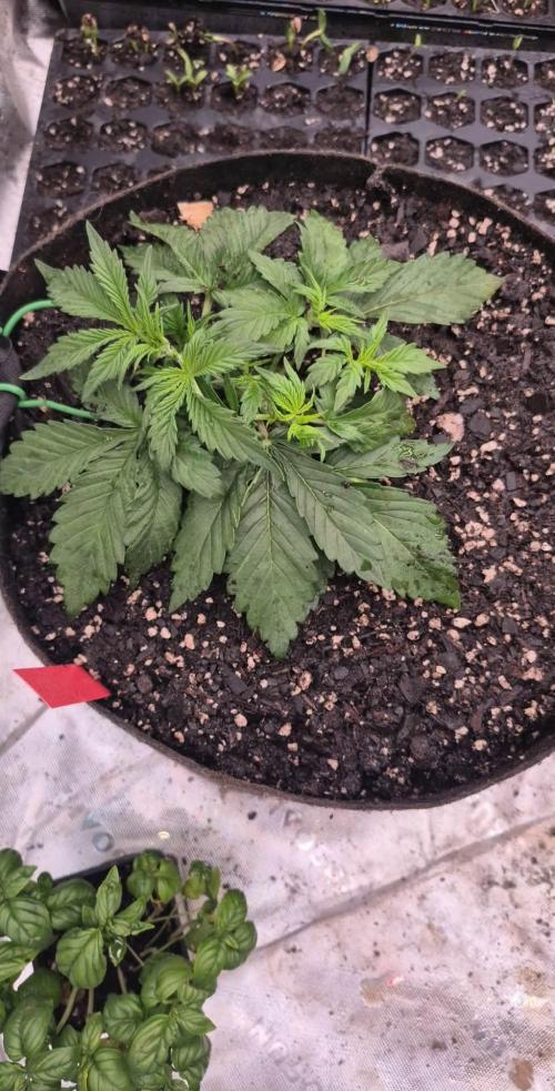 Gorilla Cookies 🦍🍪 ~ 420FastBuds. Week 3 - Week 3 day 2