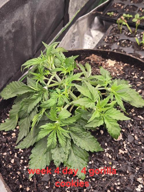 Gorilla Cookies 🦍🍪 ~ 420FastBuds. Week 3 - Week 3 day 4
Pulled some bud sites down and tucked leaves 