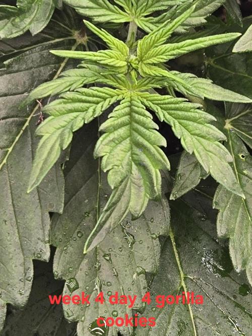 Gorilla Cookies 🦍🍪 ~ 420FastBuds. Week 3 - Week 3 day 4 
Theres some leaf twisting on newish leaves. Too many nutes?