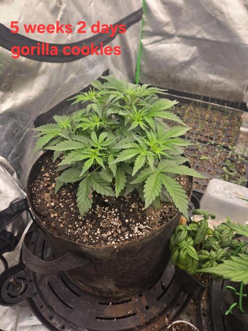 Gorilla Cookies 🦍🍪 ~ 420FastBuds. Week 4 - Getting big. Almost scrog net time